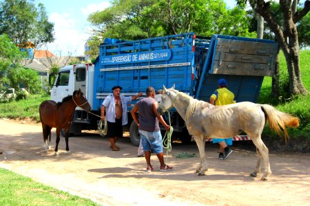 28.01.2019 - SSUI - Apreensão Cavalos Colônia Z-3 - Foto Marcel Avila