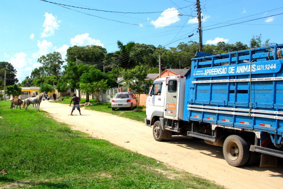 28.01.2019 - SSUI - Apreensão Cavalos Colônia Z-3 - Foto Marcel Avila