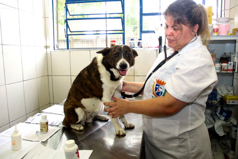 15.01.2019 - SMS - Cães para Adoção no Canil Municipal - Foto Marcel Avila
