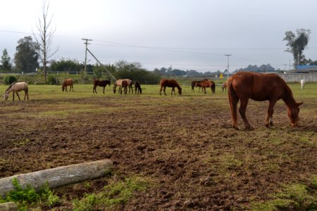 12.07.2018 - SSUI - Doação de cavalos - Foto Janine Tomberg (17)