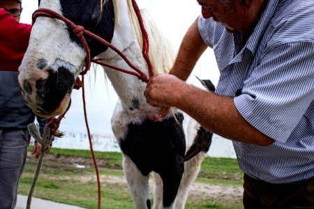 30.04.2019 - Combate aos maus tratos a cavalos - Foto Michel Corvello