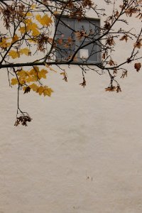 Yellow leaves covering window