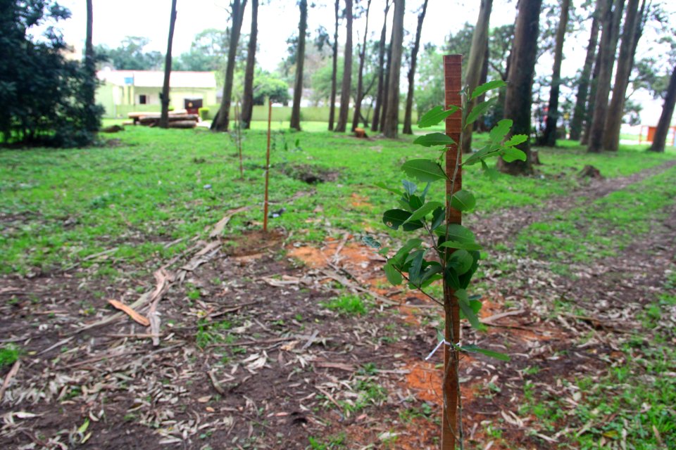 18.09.2018 - SQA - Reflorestamento Bosque Av José Maria da Fontoura - Foto Marcel Avila