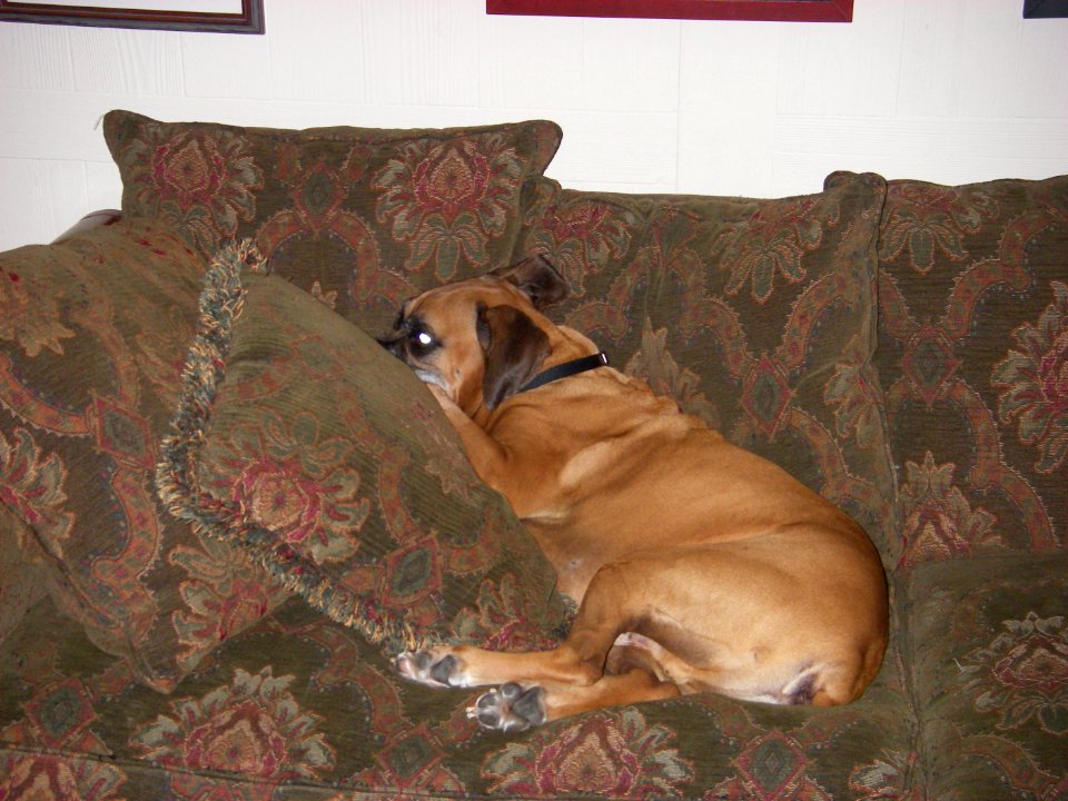 MoJo relaxing on my sisters couch.