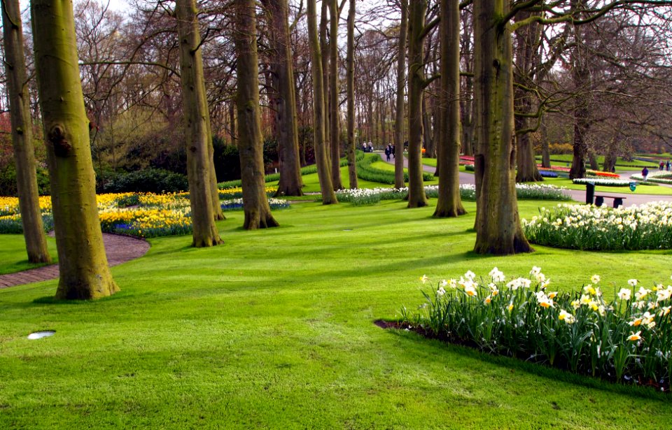 Trees at the Keukenhof