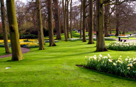 Trees at the Keukenhof