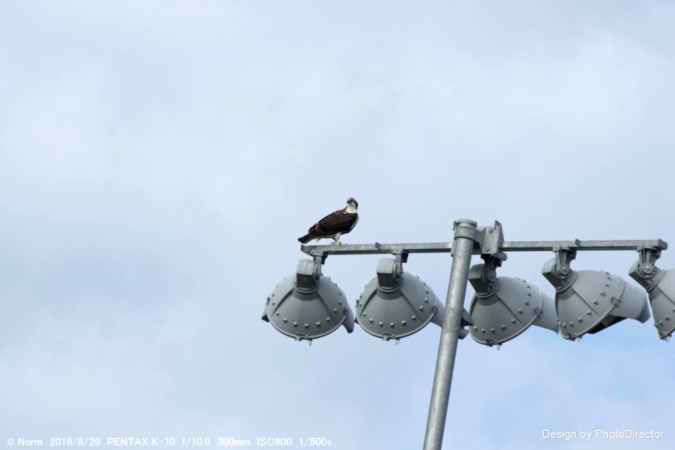 Osprey
