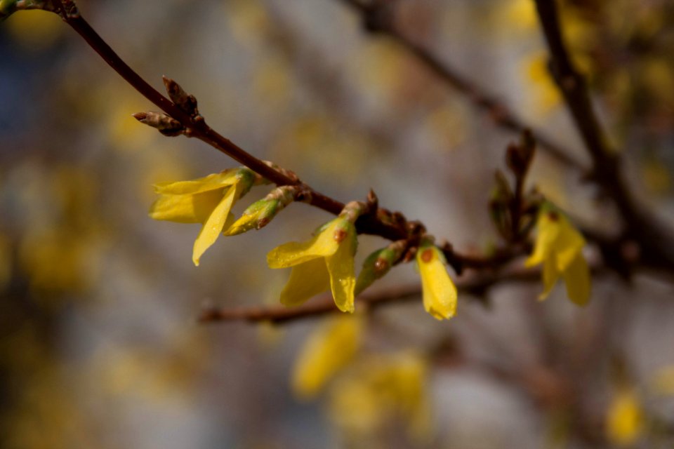 Yellow Buds