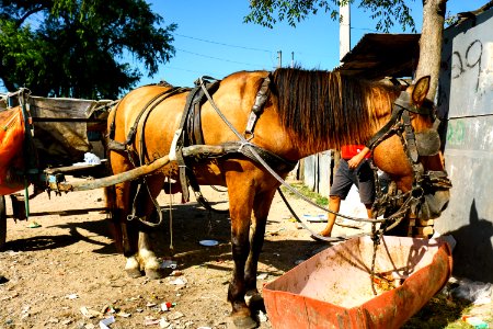 15.03.2019 - Blitz de Apreensão de Cavalos - Foto Michel Corvello