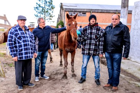 31.07.2018 Entrega de cavalos para adoção - Fotos Gustavo Mansur