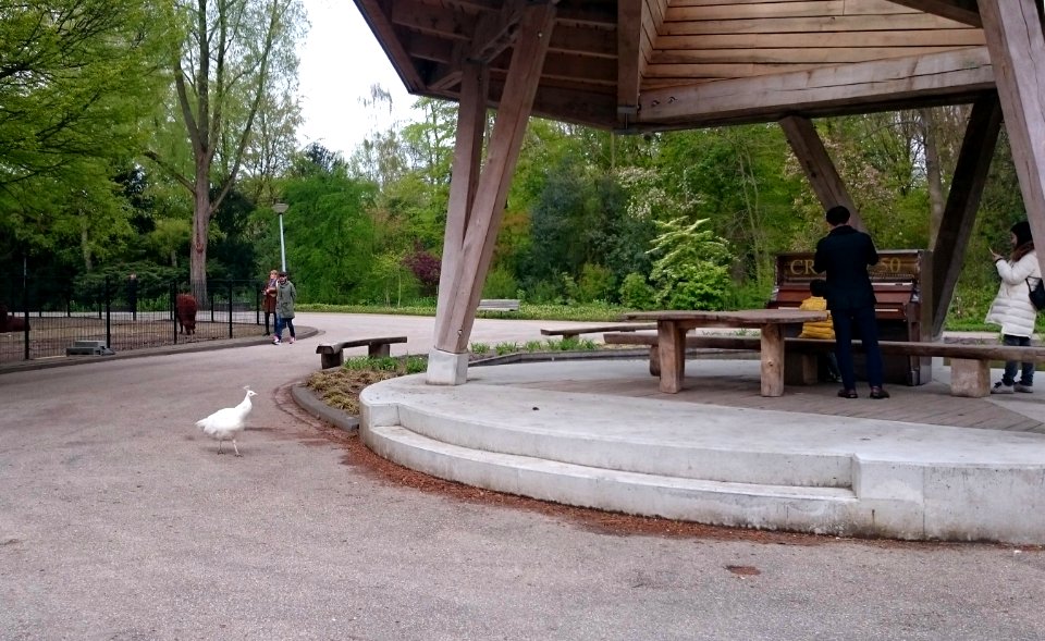 Public piano in the park, Amsterdam