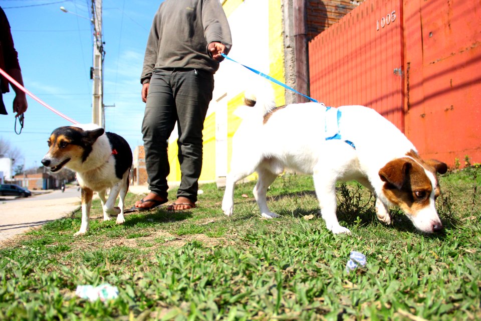 14.08.2018 - SMS - Doação de Cães - Fotos Marcel Avila