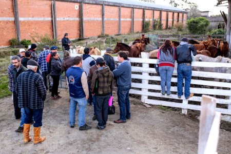 31.07.2018 Entrega de cavalos para adoção - Fotos Gustavo Mansur