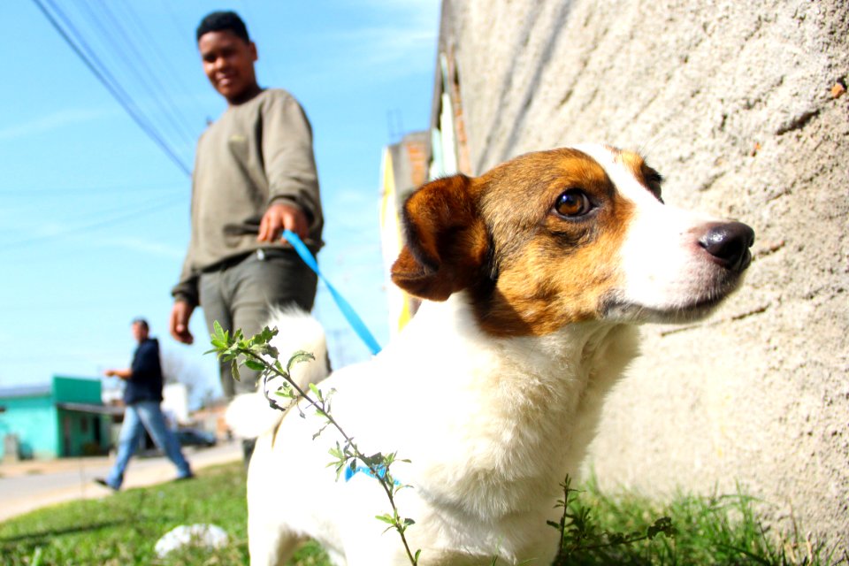 14.08.2018 - SMS - Doação de Cães - Fotos Marcel Avila