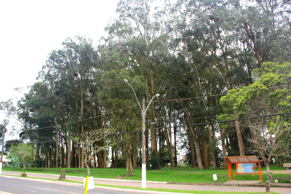 18.09.2018 - SQA - Reflorestamento Bosque Av José Maria da Fontoura - Foto Marcel Avila