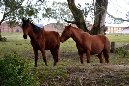 12.07.2018 - SSUI - Doação de cavalos - Foto Janine Tomberg (7)