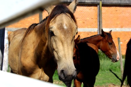 08.02.2019 - SSUI - Doação de Cavalos - Foto Marcel Avila