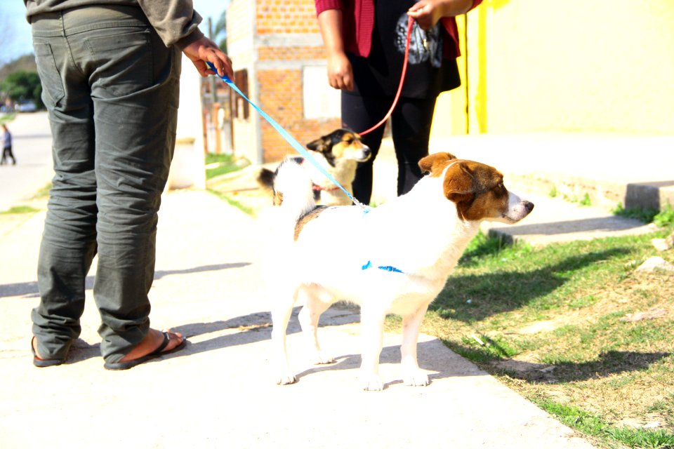 14.08.2018 - SMS - Doação de Cães - Fotos Marcel Avila