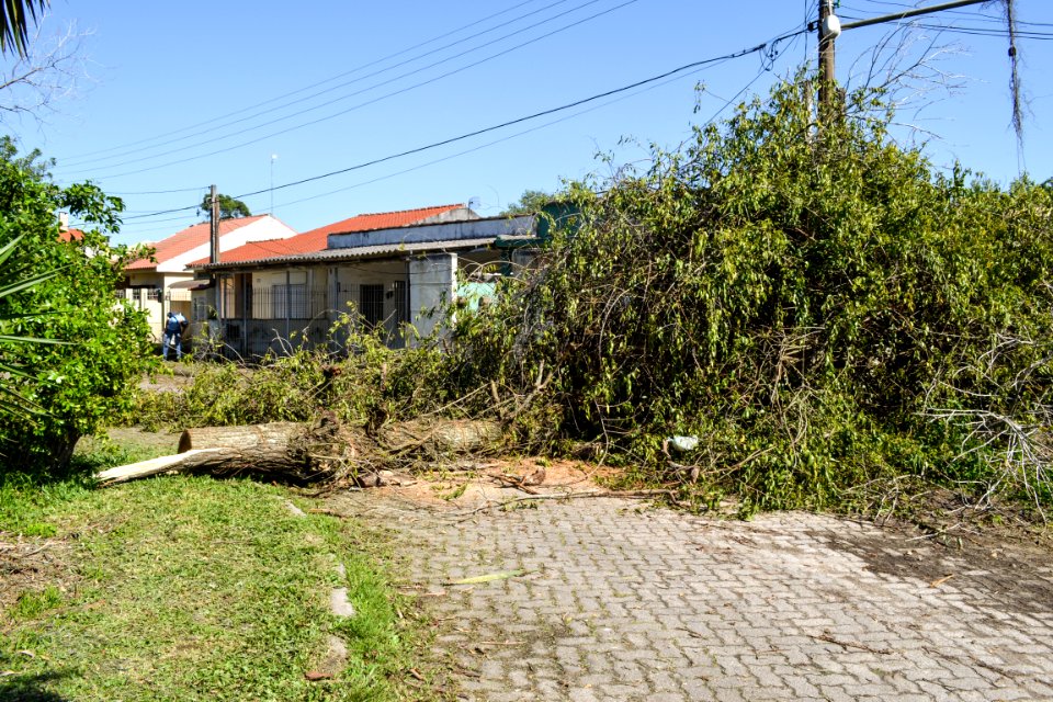 04.10.2018 - Corte de árvore no Umuharama - Foto Janine Tomberg-11
