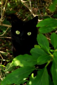 black cat green eyes photo