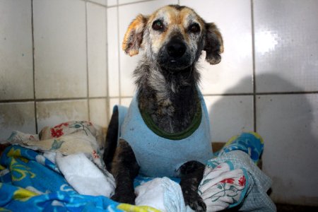 01.10.2018 - SMS - Especial Dia dos Animais - Foto Marcel Avila