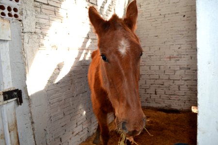 12.07.2018 - SSUI - Doação de cavalos - Foto Janine Tomberg (19)