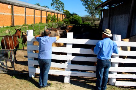 08.02.2019 - SSUI - Doação de Cavalos - Foto Marcel Avila