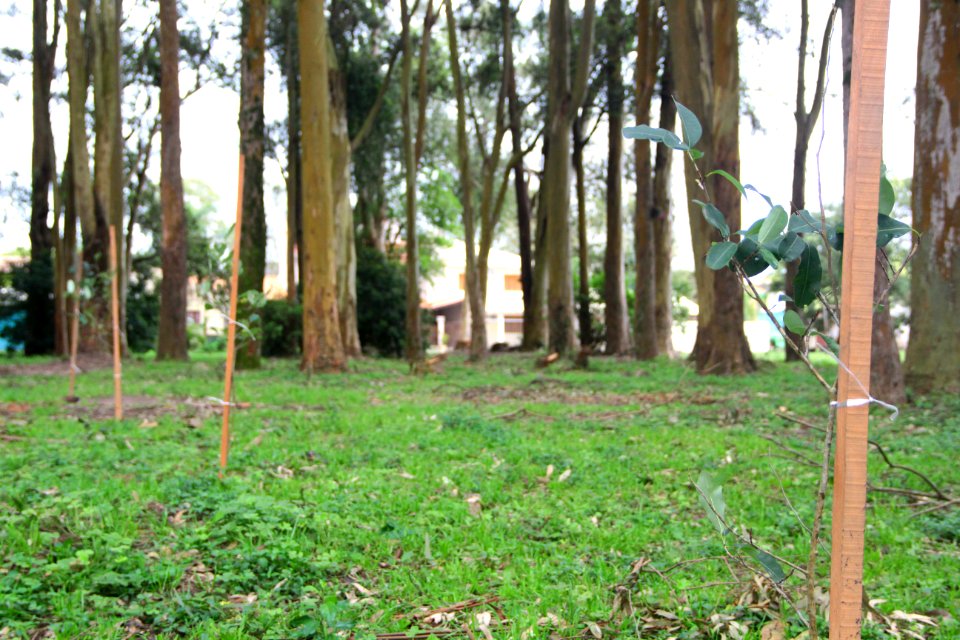 18.09.2018 - SQA - Reflorestamento Bosque Av José Maria da Fontoura - Foto Marcel Avila