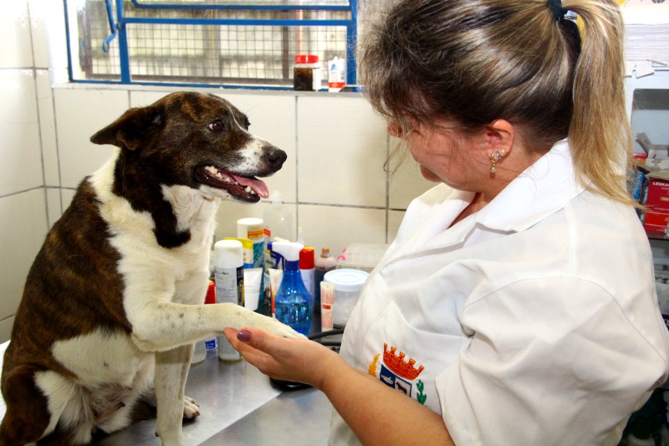 15.01.2019 - SMS - Cães para Adoção no Canil Municipal - Foto Marcel Avila