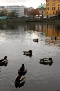 ducks in water