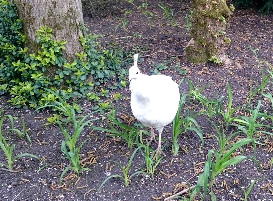 Just a bird, Amstel park, Amsterdam