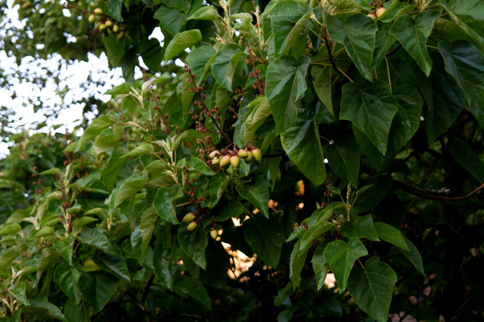 IMG 9634