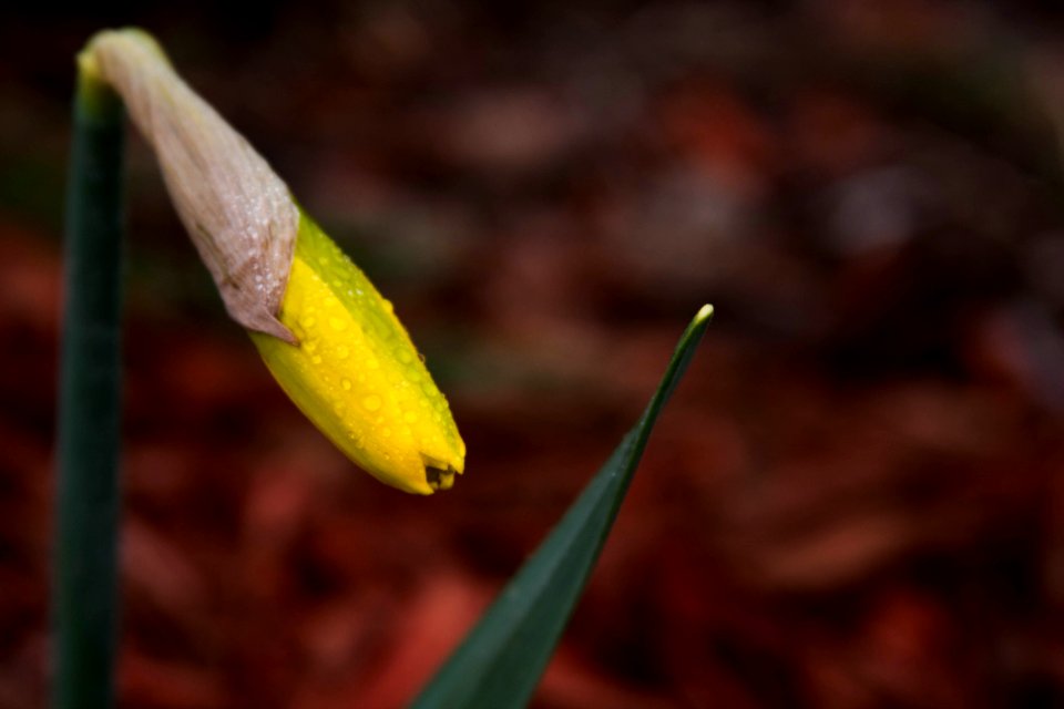 The First Bud