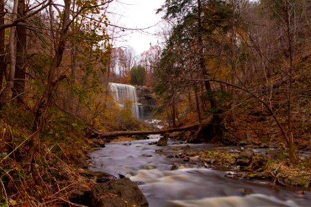 Webster's Falls through the branches
