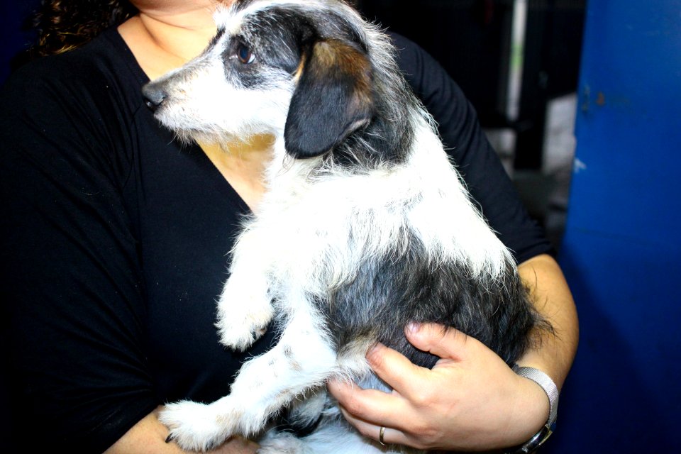 01.10.2018 - SMS - Especial Dia dos Animais - Foto Marcel Avila