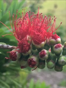 Emerging Bittlebrush