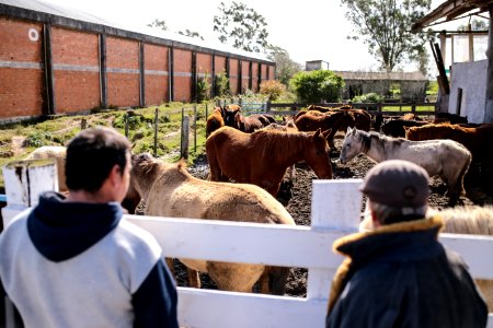 31.07.2018 Entrega de cavalos para adoção - Fotos Gustavo Mansur