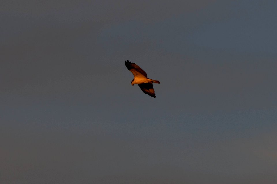 osprey