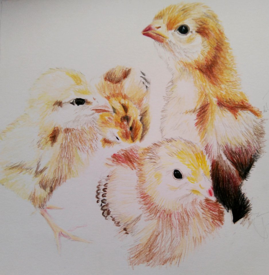 2018 April Art Challenge: Chickens
