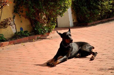 Doberman Pinscher Dogs Outdoors