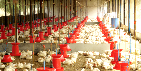 Chicken farm