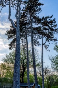 Tall trees at park Erd photo