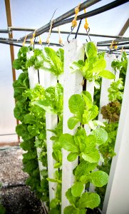 Lettuce in ZipGrow towers vertical (1)