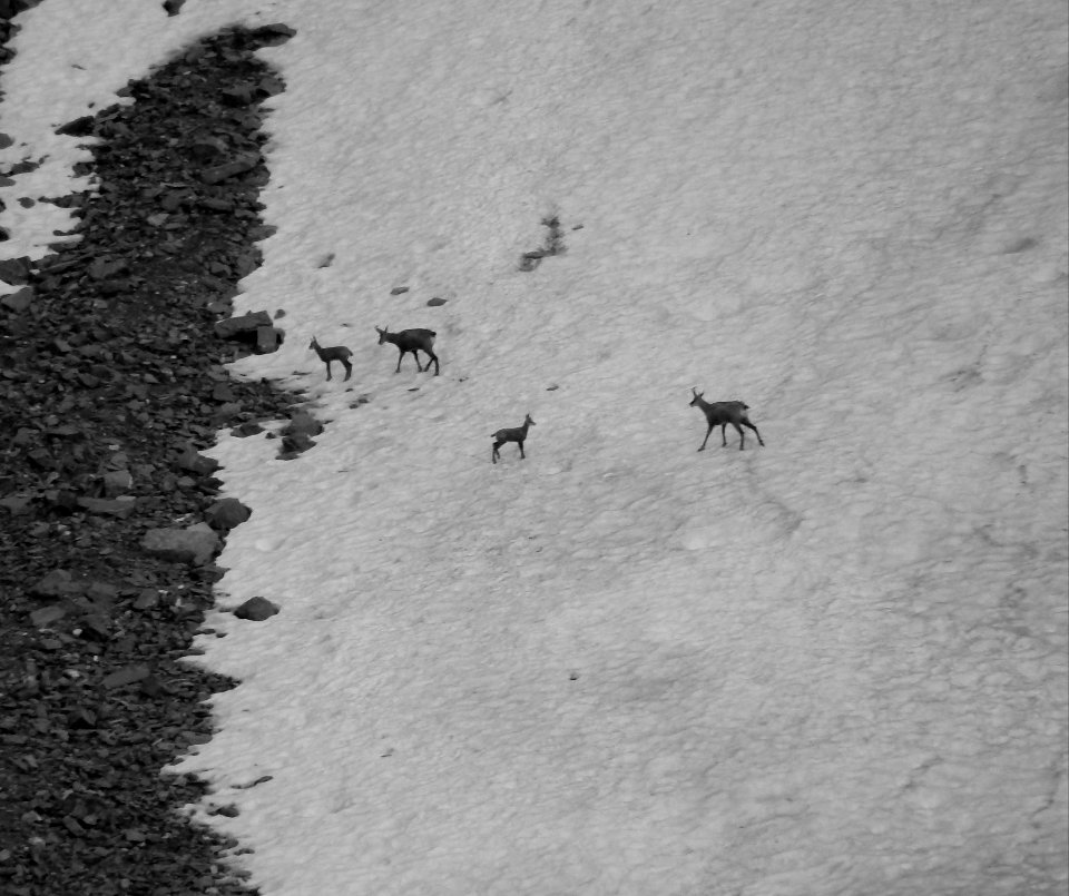 Chamoix sous les rochers du Goléons