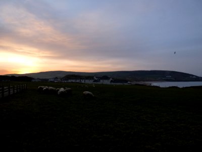 Sheep and sunrise