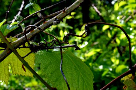 Grape Vine