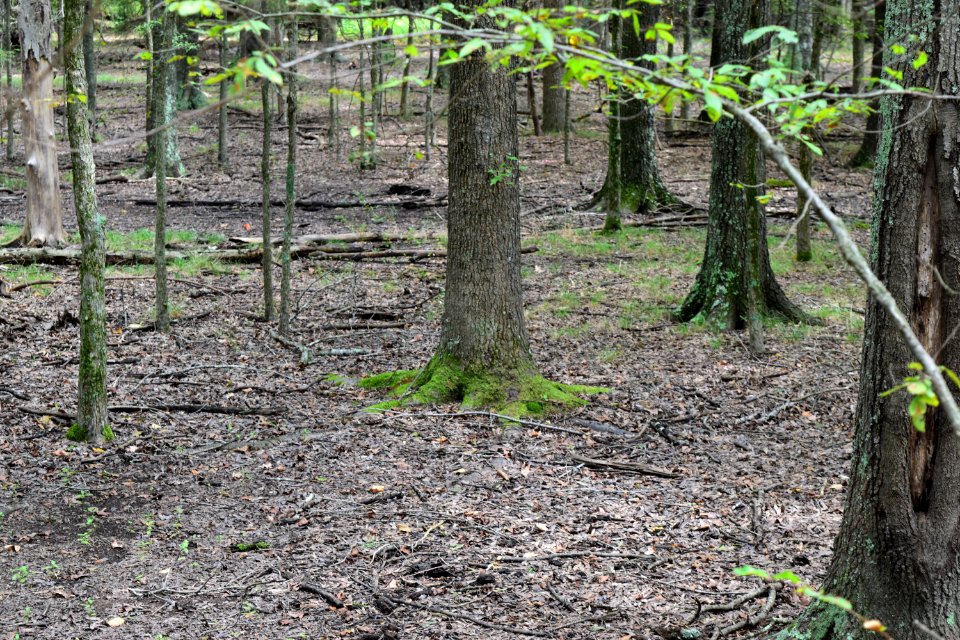 other moss line Flat Branch ncwetlands amm (17)