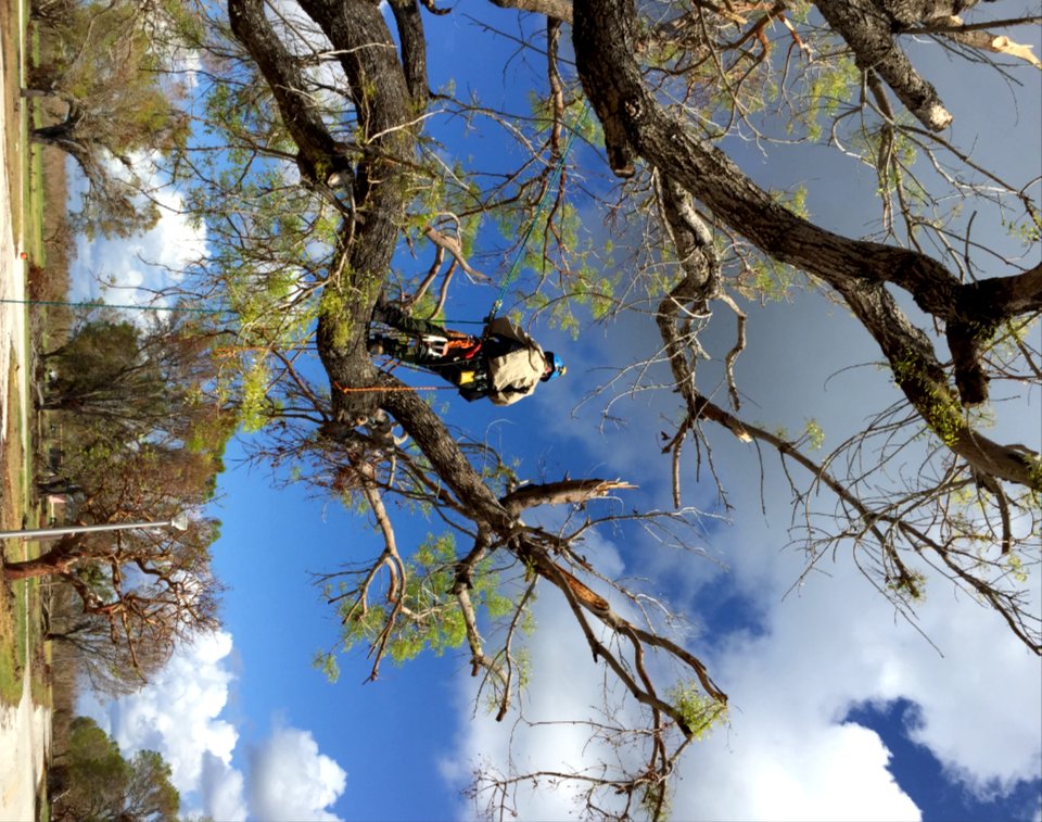 092417 Everglades National Park Arborist Team (3)