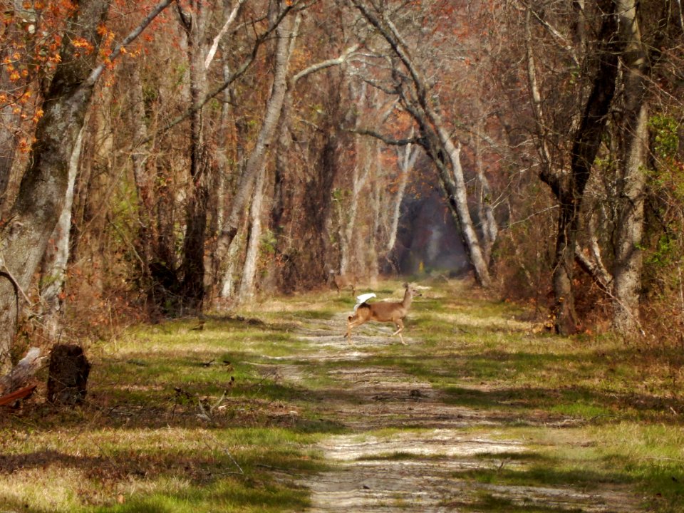 mammal deer Dismal Swamp SP ncwetlands KG (21)