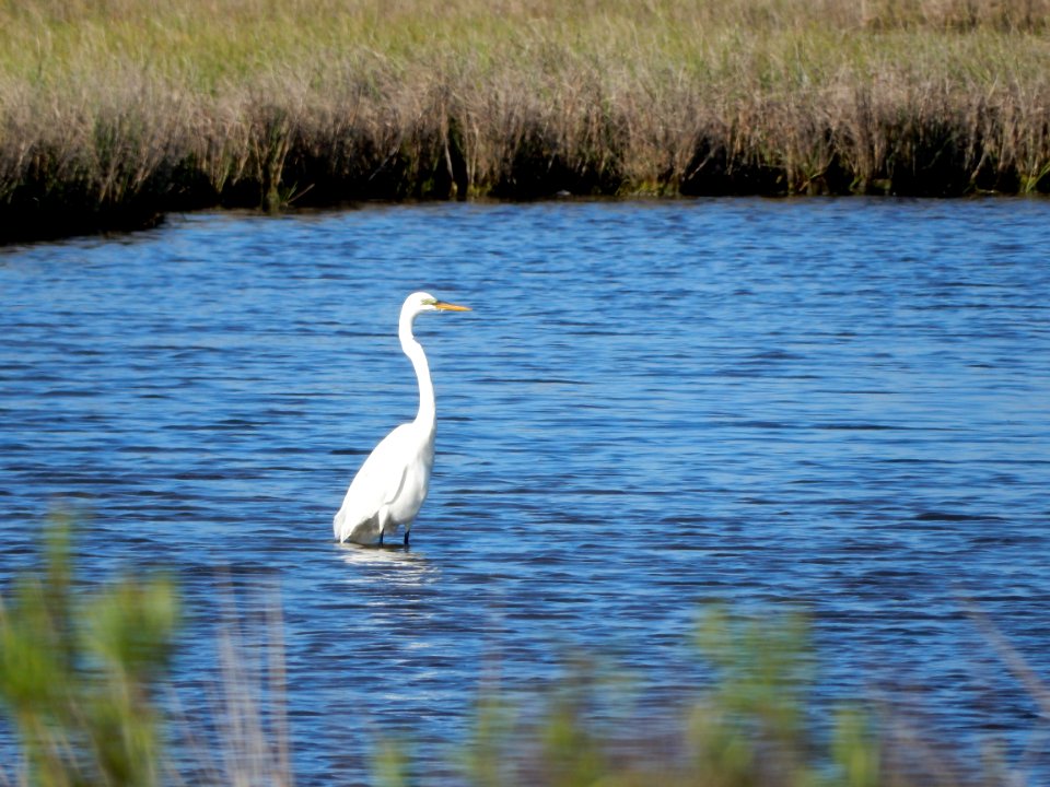 bird great egret fort fisher state recreation area ncwetlands KG (2)